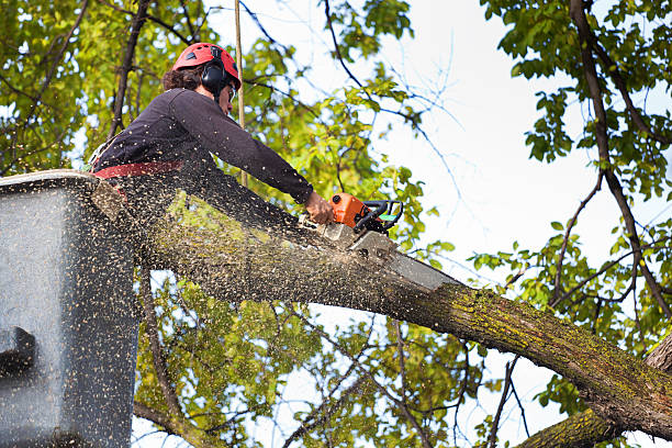 Best Hazardous Tree Removal  in Triana, AL